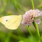 Schmetterling