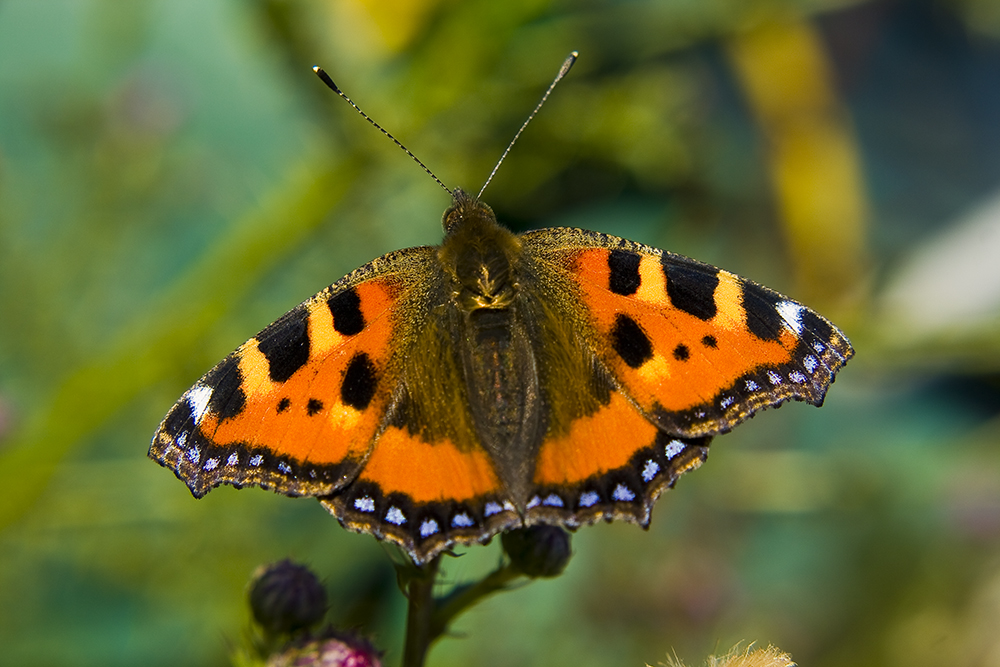 Schmetterling