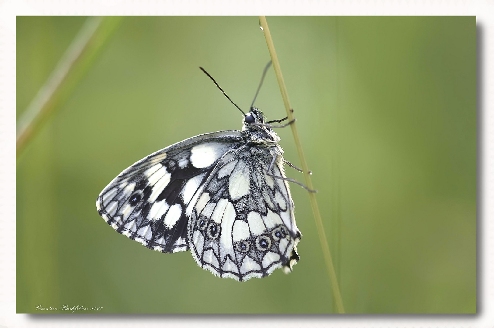 Schmetterling