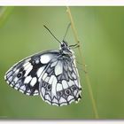 Schmetterling