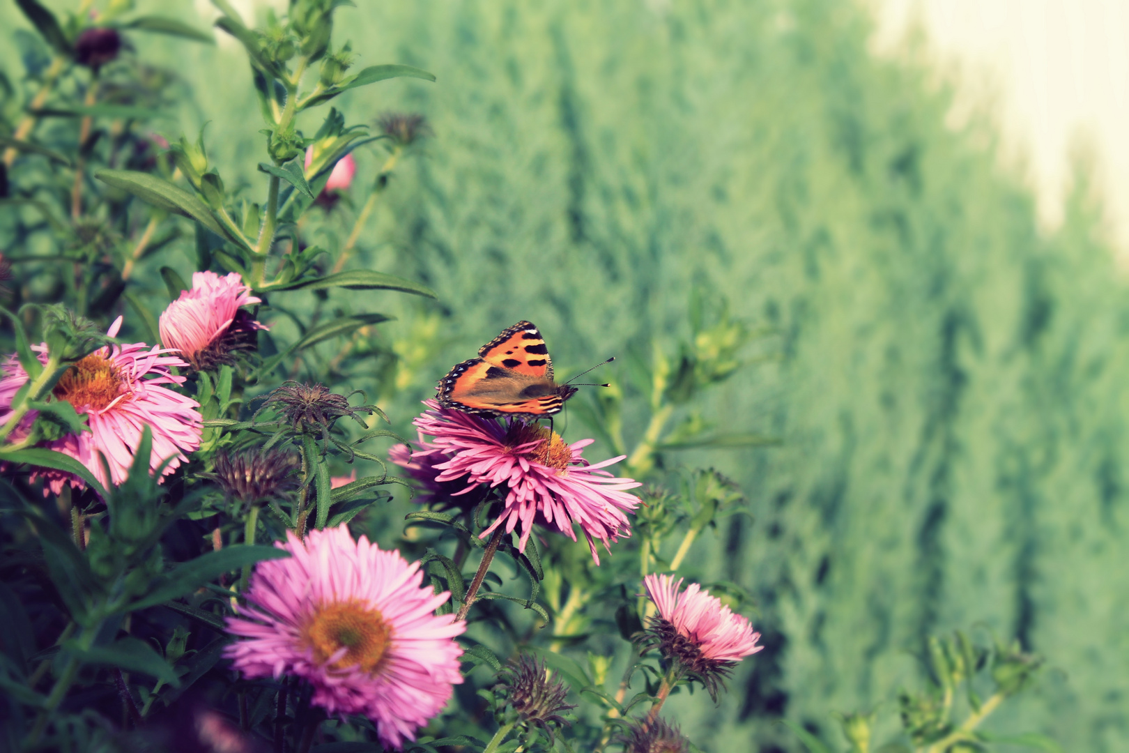 Schmetterling