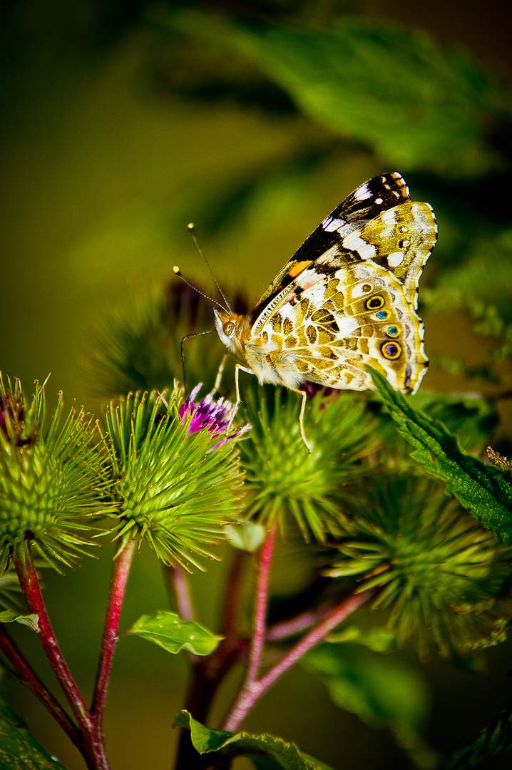 Schmetterling