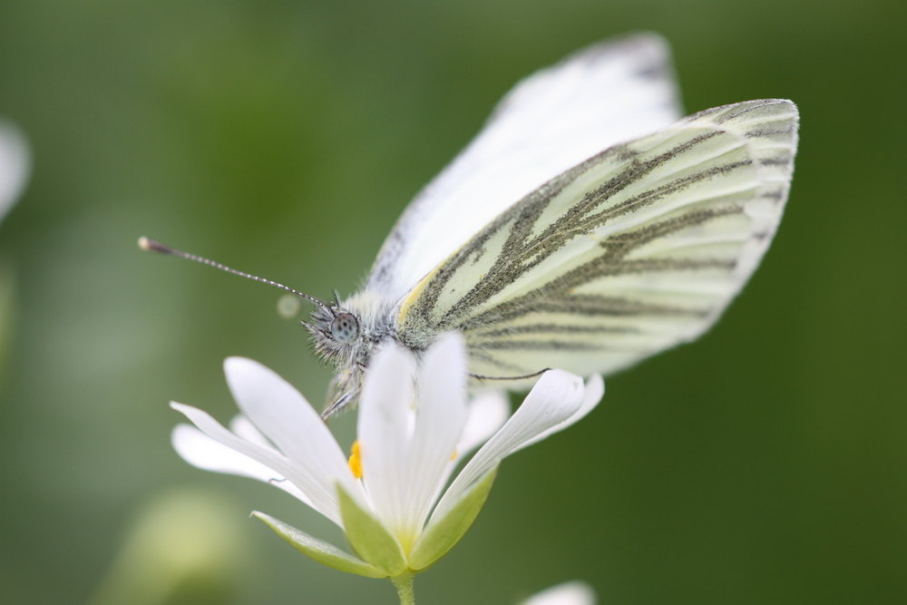 Schmetterling