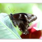 Schmetterling