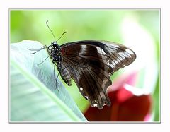 Schmetterling