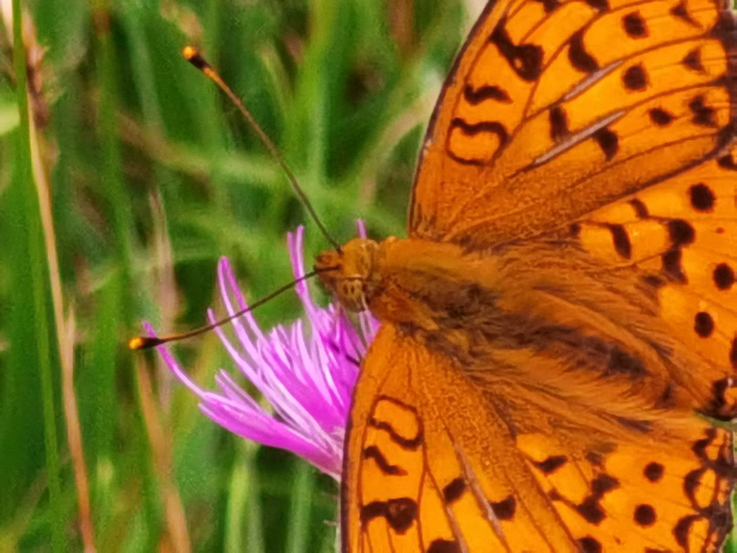 Schmetterling