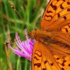 Schmetterling