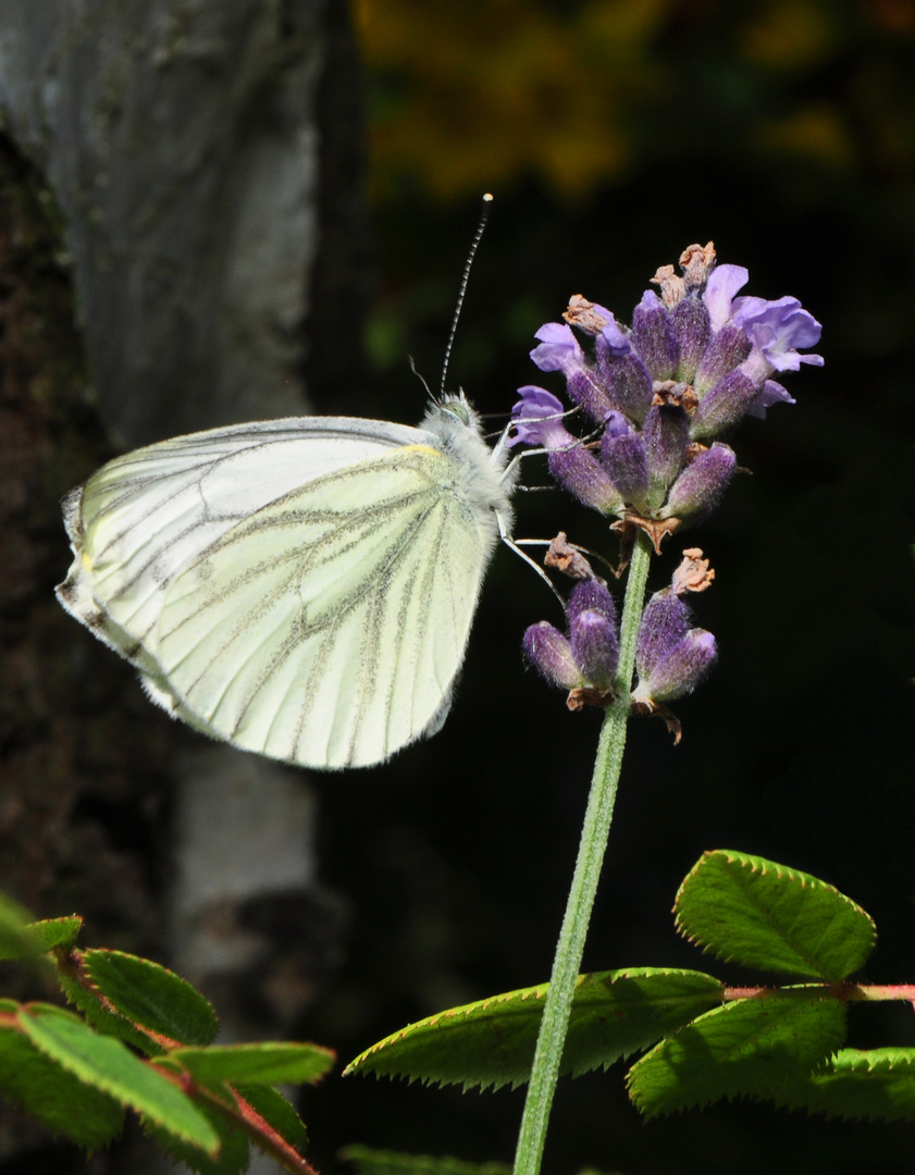 Schmetterling