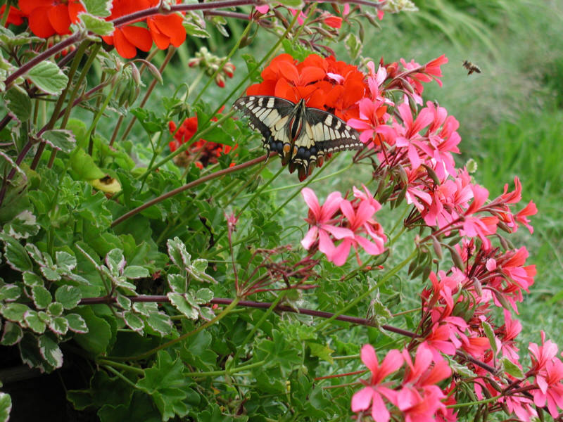 Schmetterling