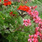 Schmetterling