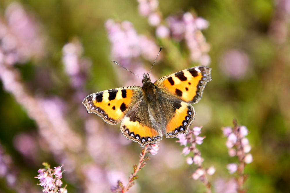 Schmetterling