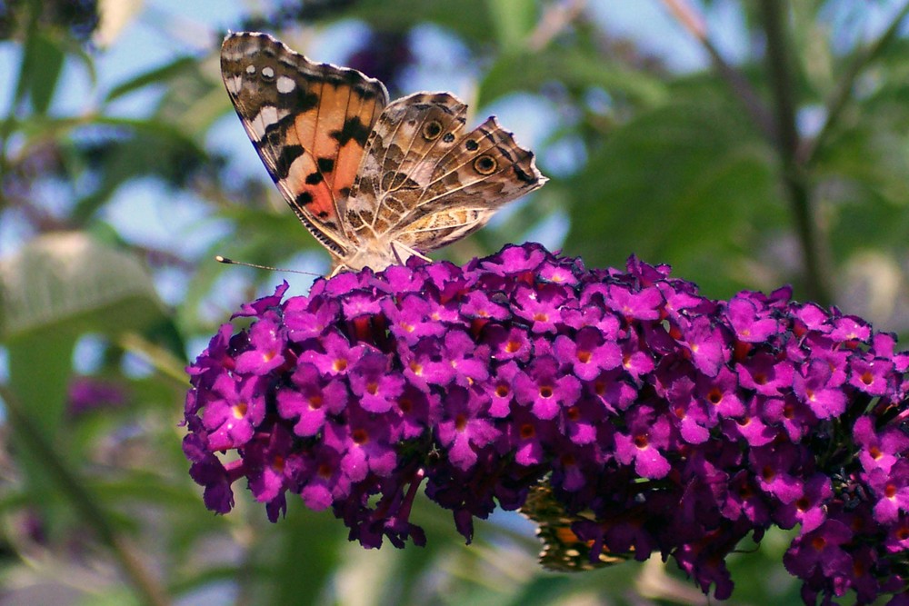 Schmetterling