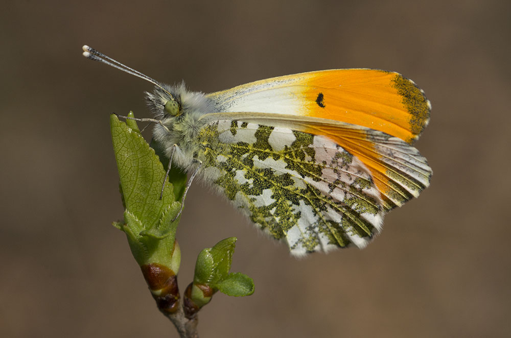 Schmetterling