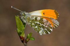 Schmetterling