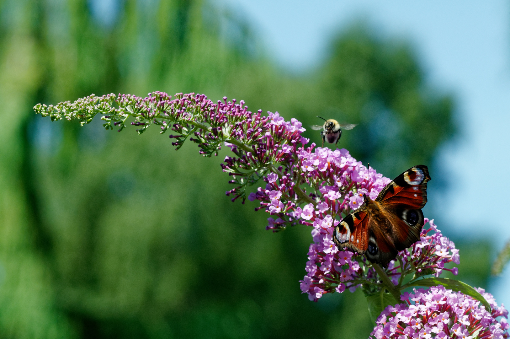 Schmetterling