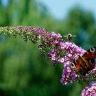 Schmetterling