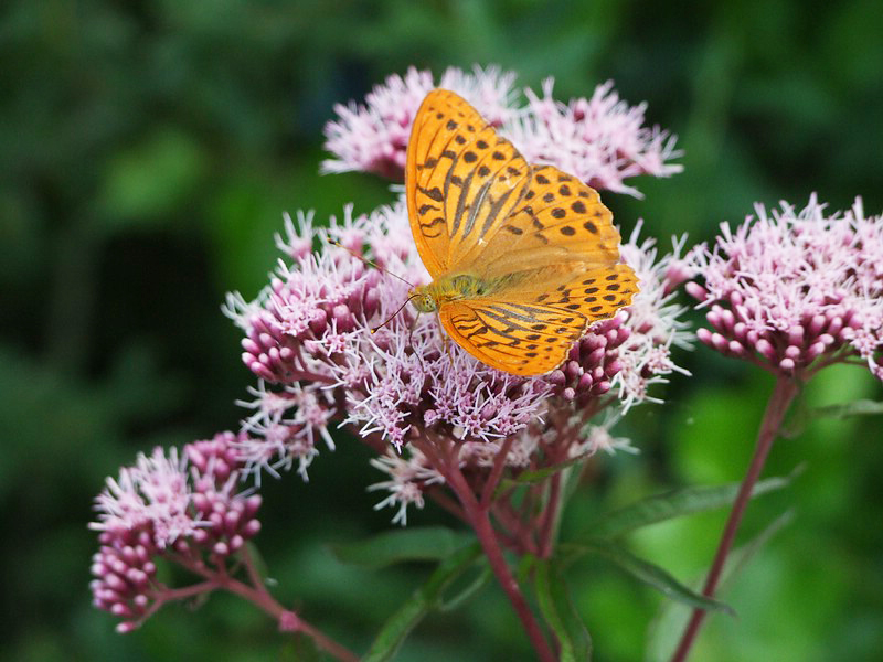 Schmetterling