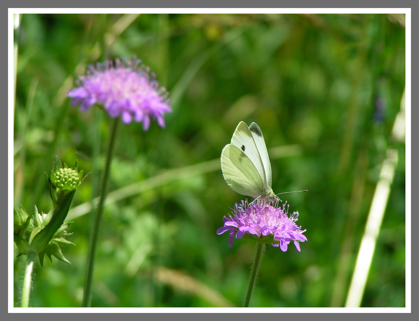 Schmetterling