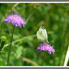 Schmetterling