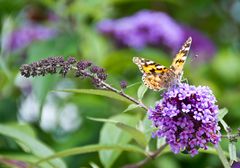 Schmetterling