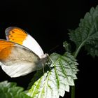 Schmetterling