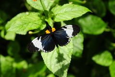 Schmetterling