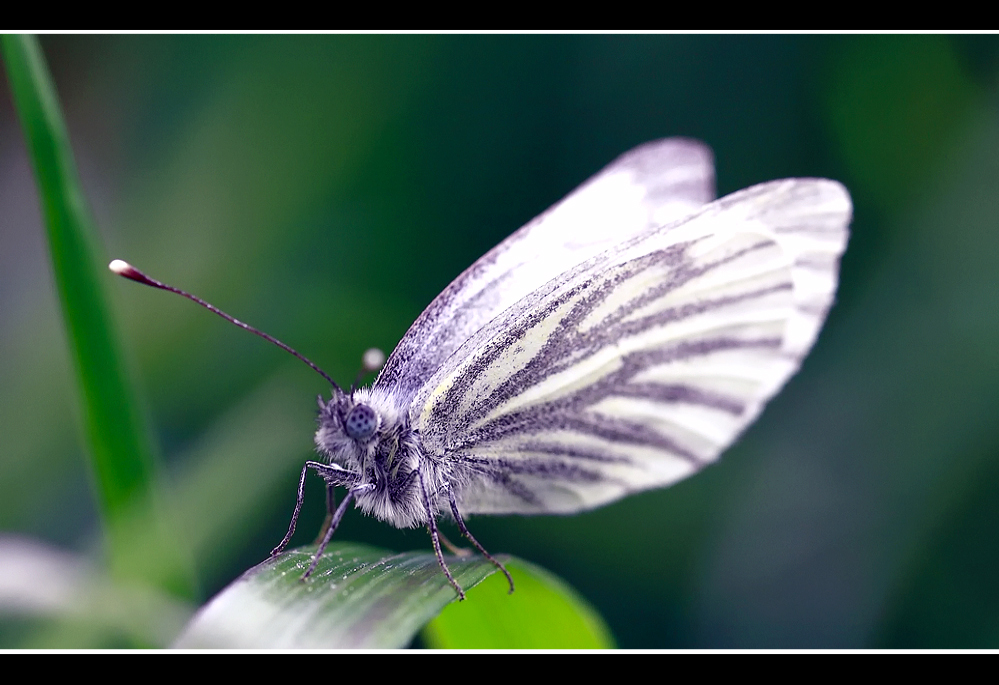 Schmetterling !!