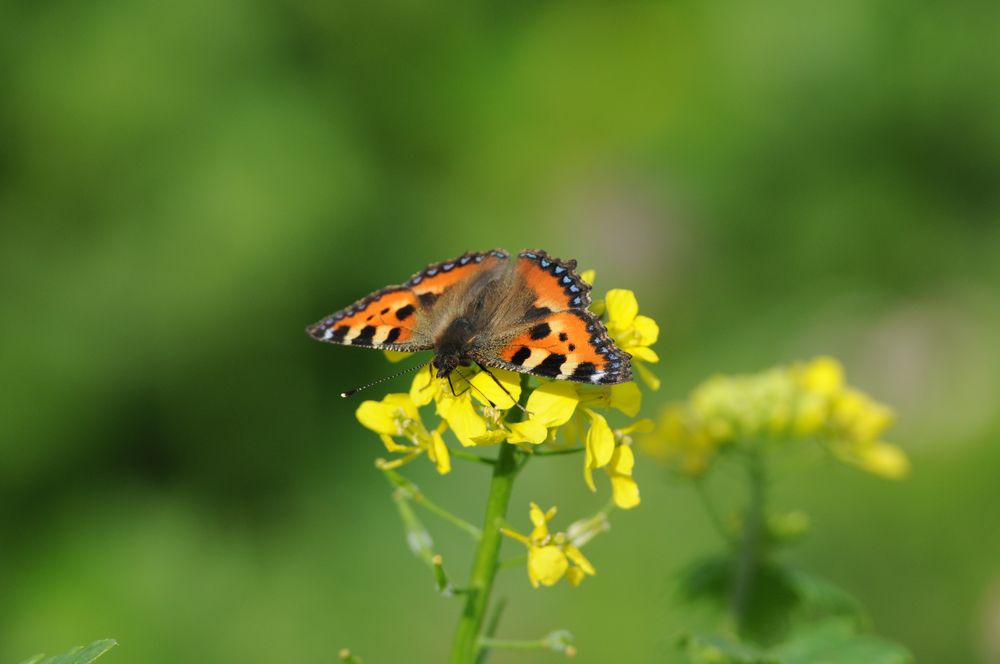 Schmetterling