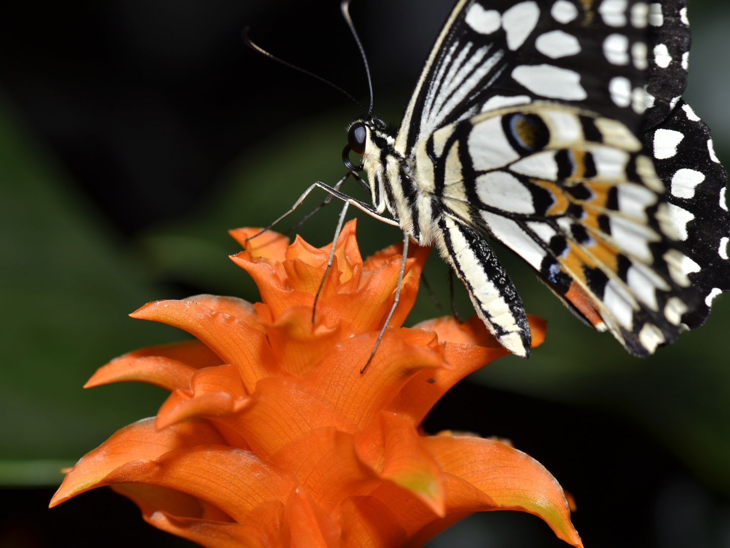 Schmetterling