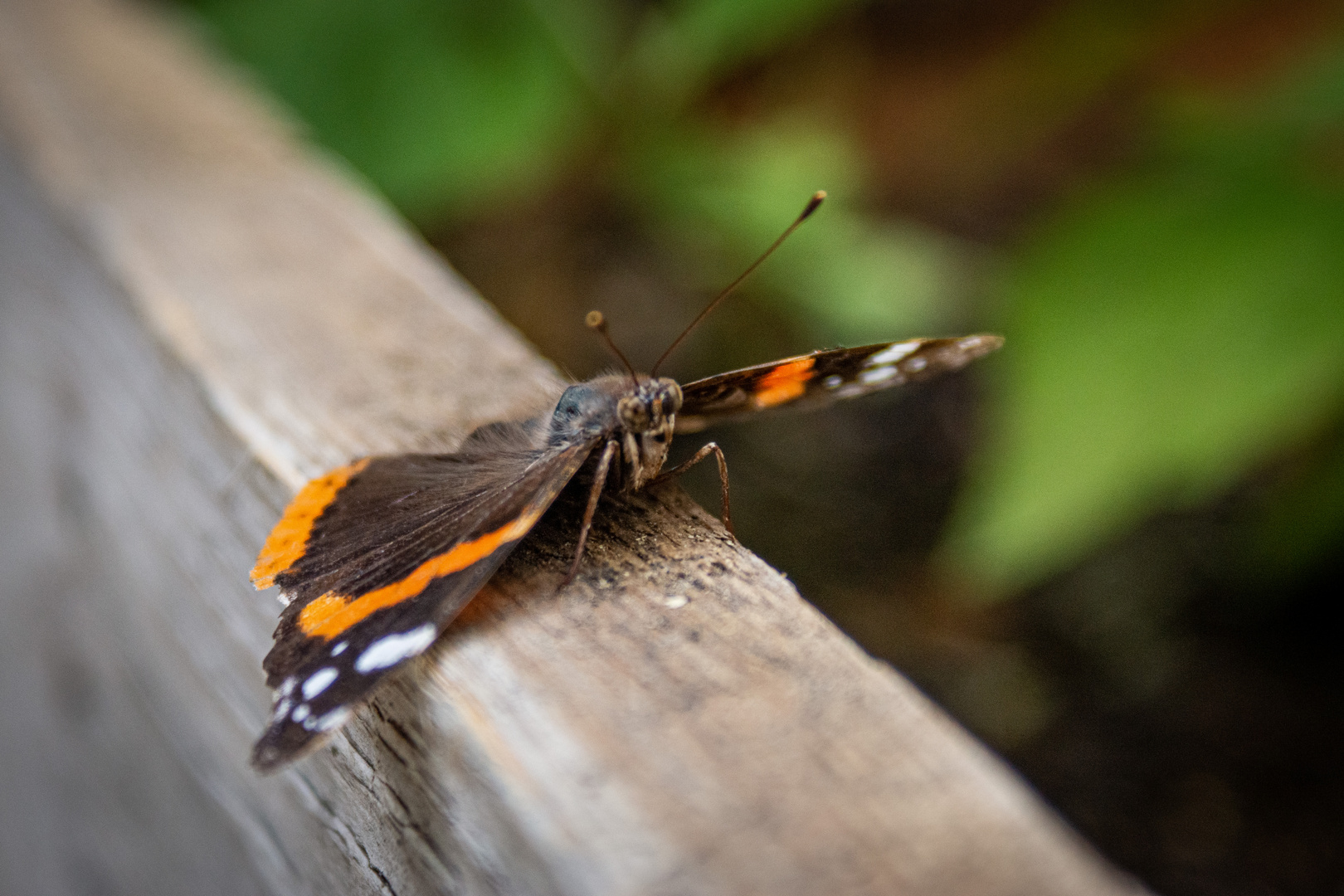 Schmetterling