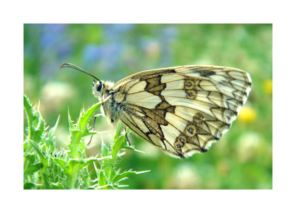 Schmetterling