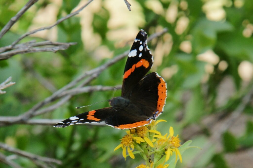 Schmetterling