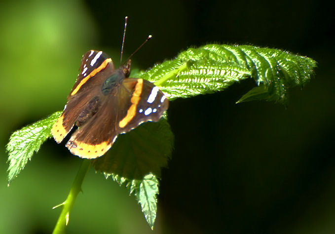 Schmetterling