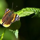 Schmetterling