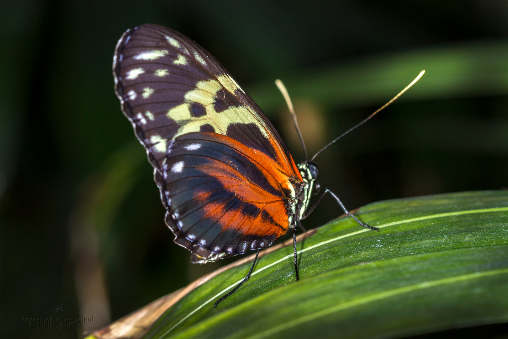 Schmetterling