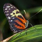 Schmetterling