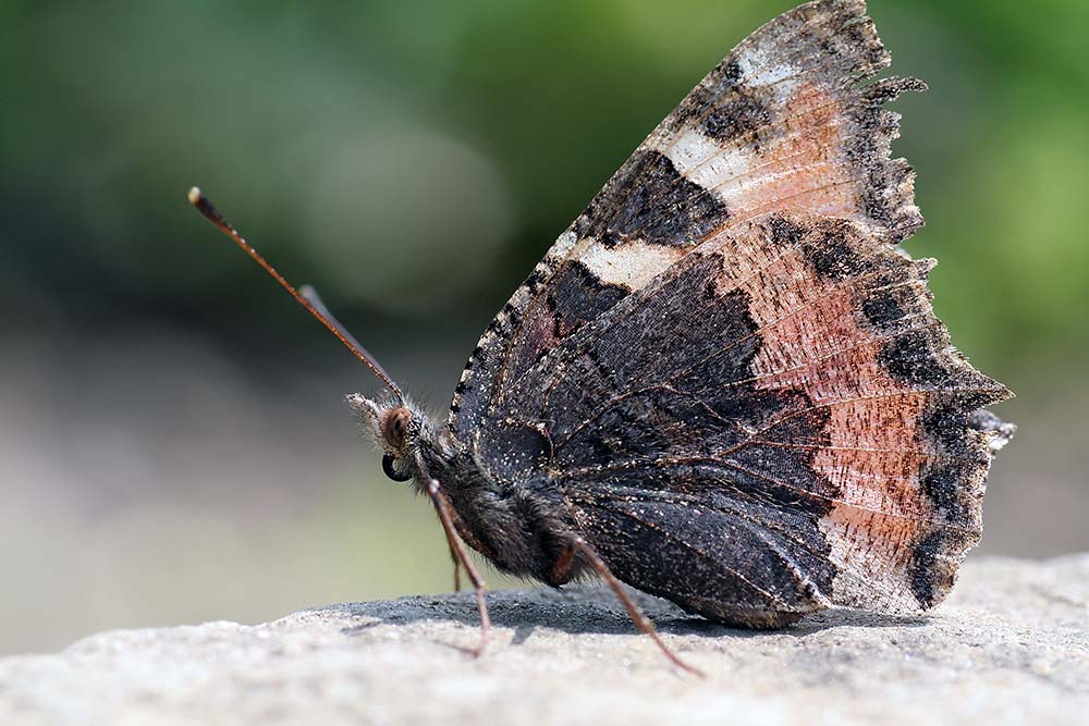 Schmetterling