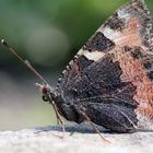 Schmetterling