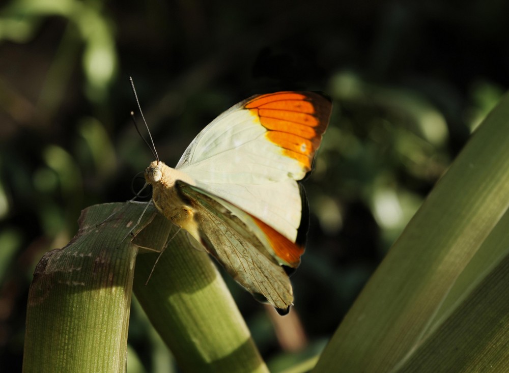 schmetterling...