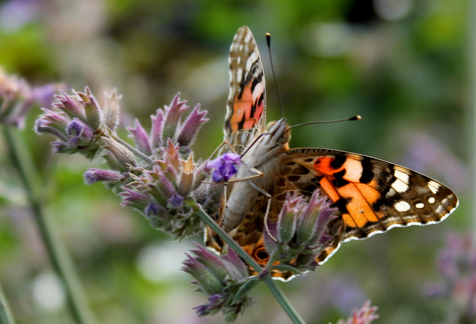 Schmetterling