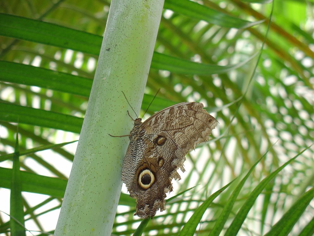 Schmetterling