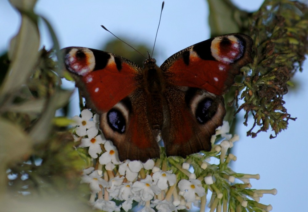 Schmetterling