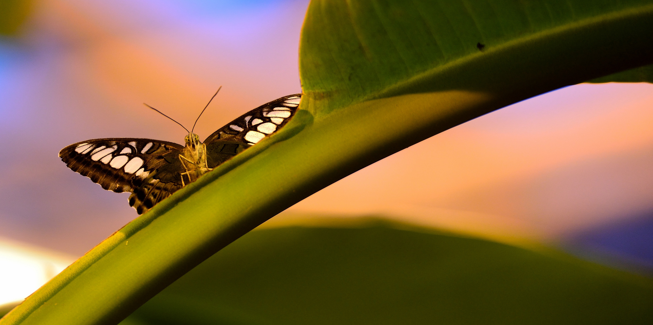 Schmetterling