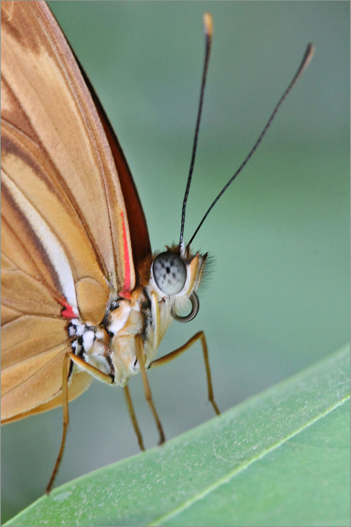 Schmetterling...