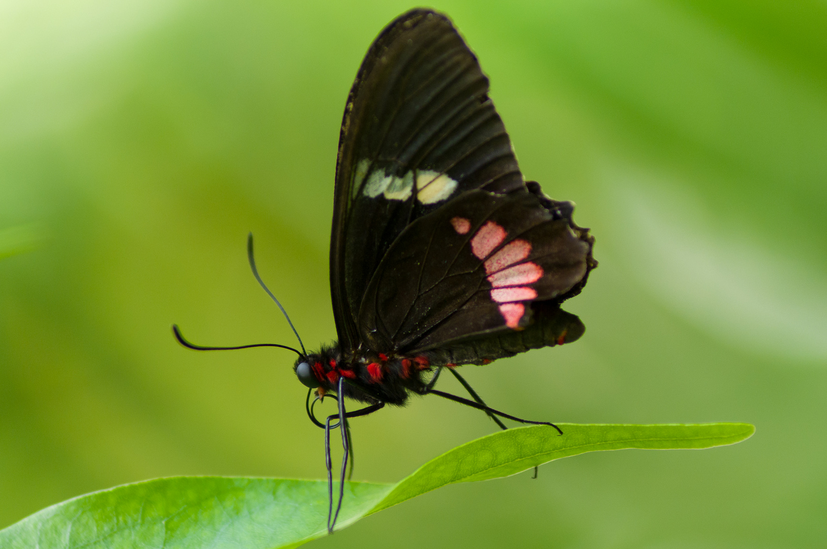 Schmetterling