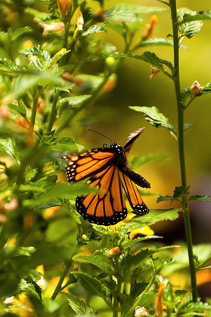 Schmetterling