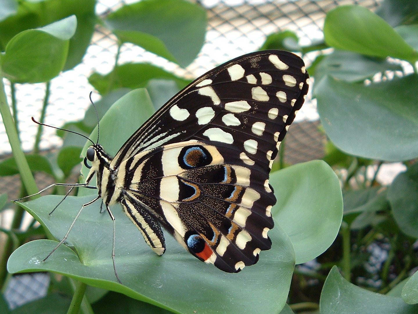 Schmetterling