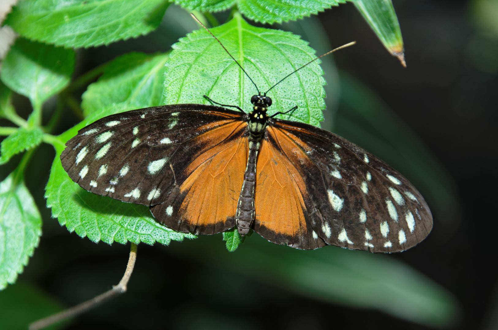 Schmetterling