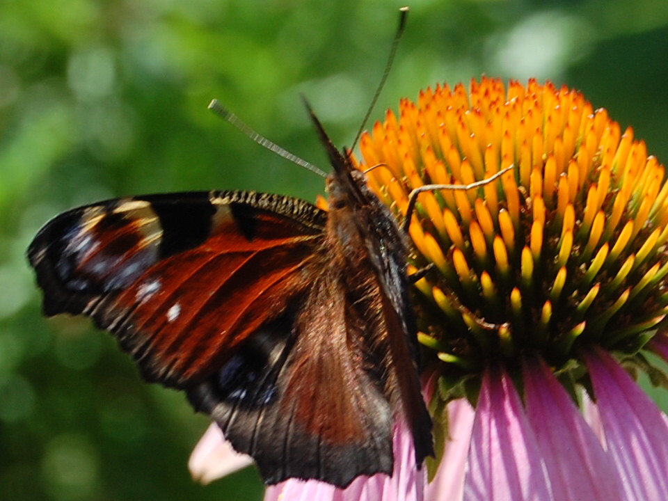 Schmetterling