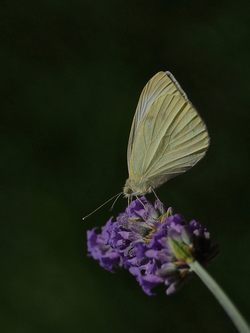 Schmetterling...